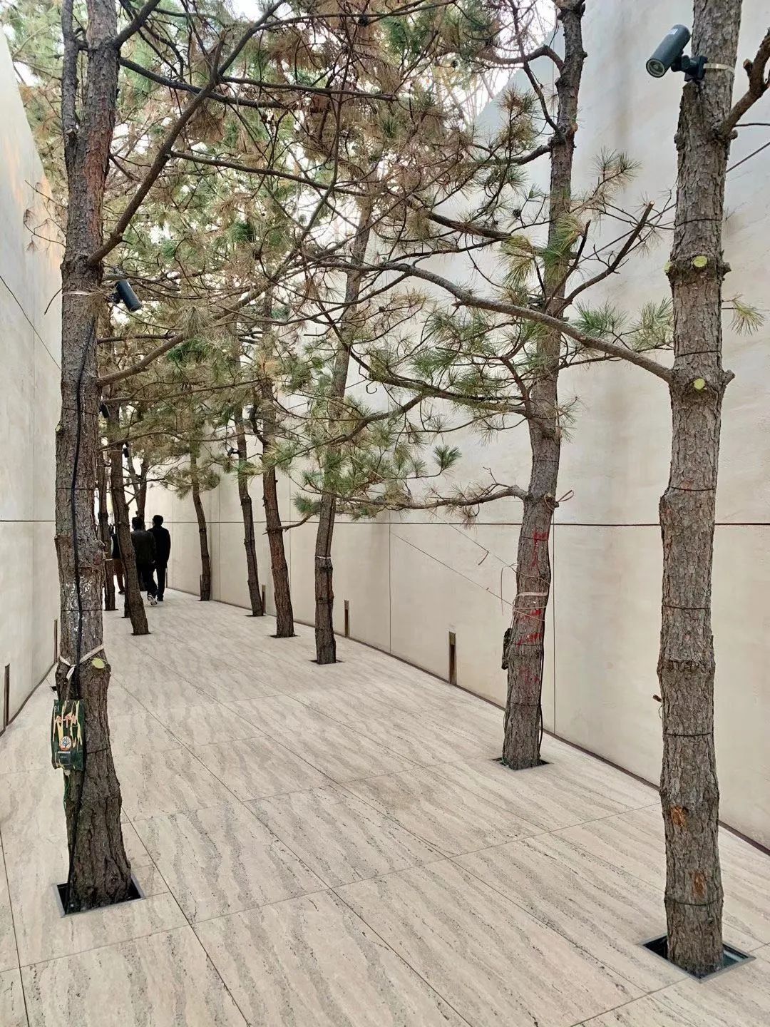 园路列植设计丨上景总工办-68