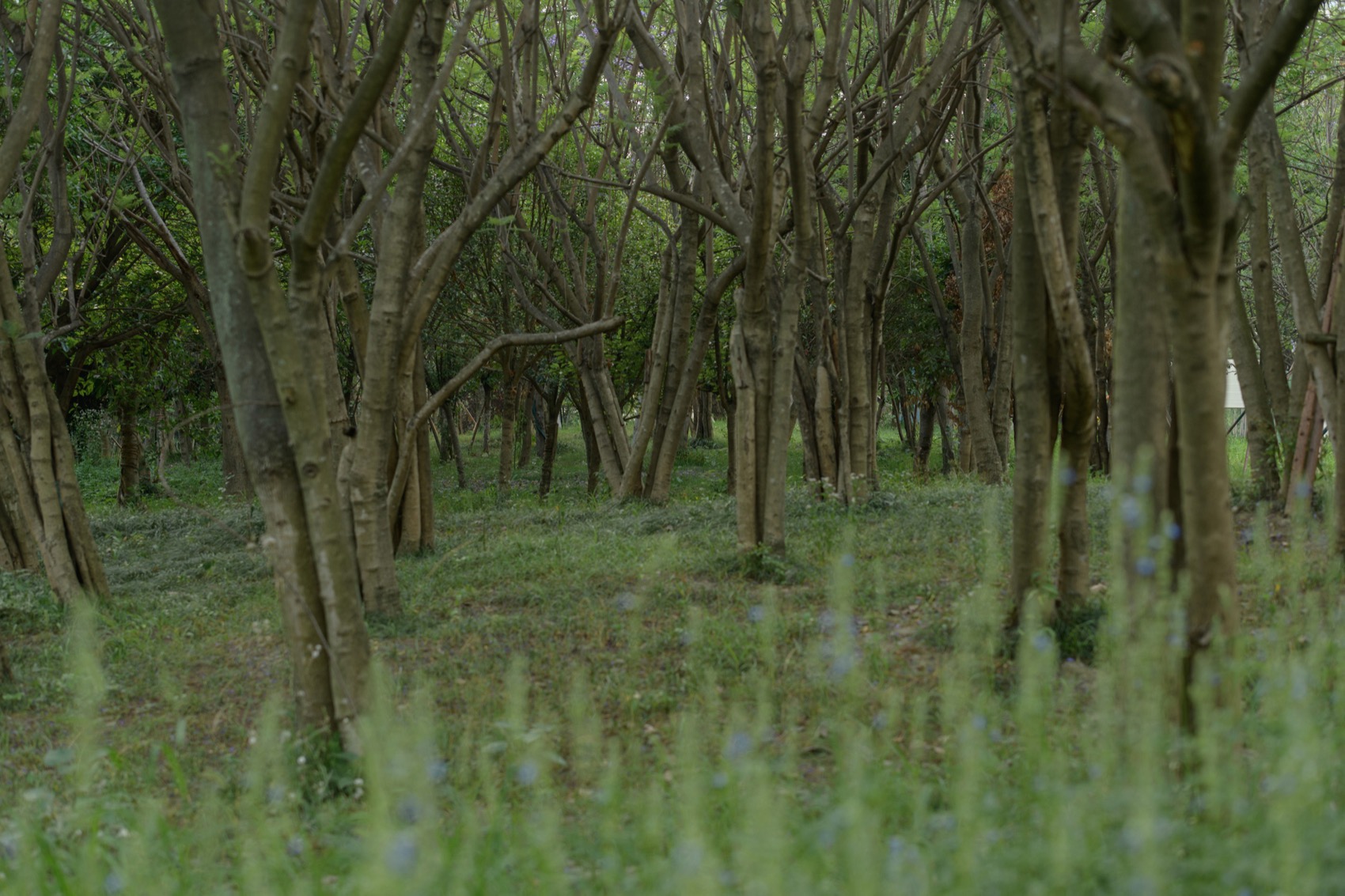 成都趣野公园（屋头公园）丨中国成都丨大小景观-36