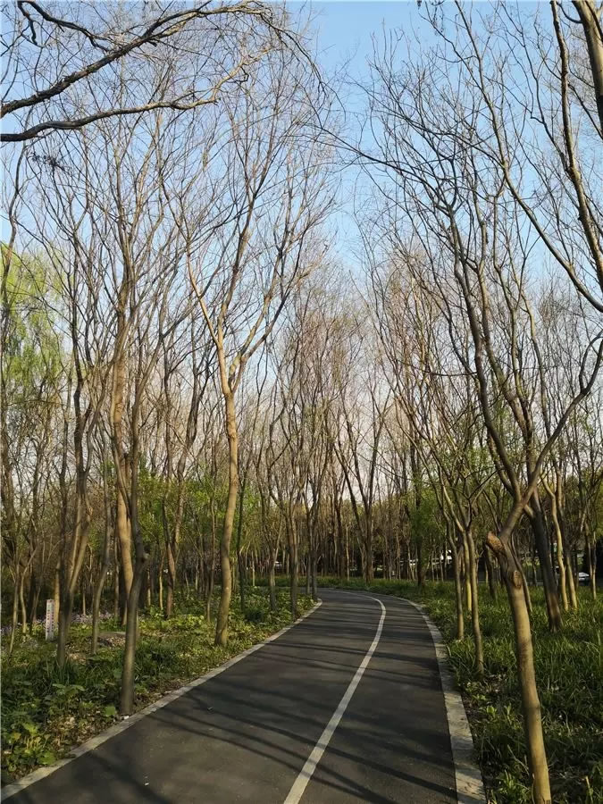 上海市宝山区城市绿色步道-67