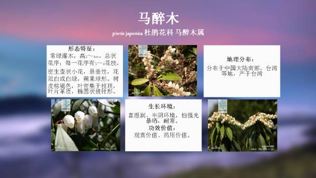 秋凌景观陪伴你学习的第3128天-52