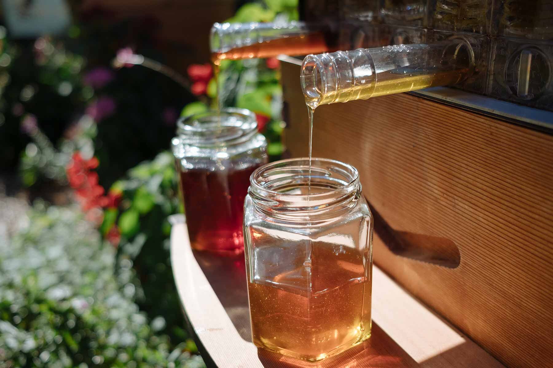 2020 World Bee Day — Adam Robinson Design-3