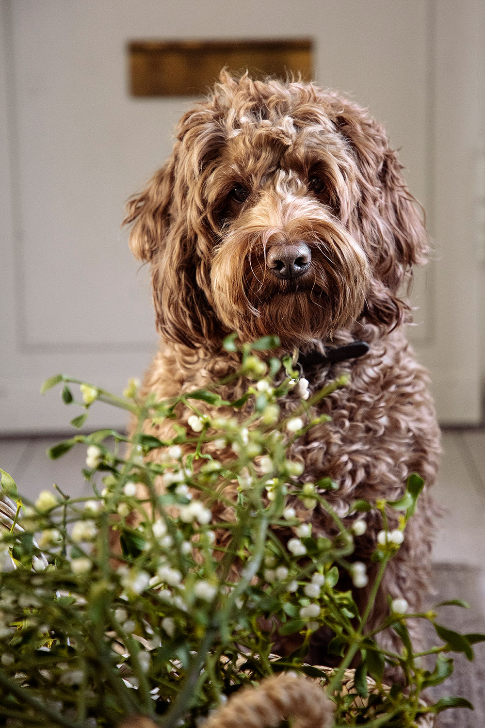 温馨丹麦冬季家居，极简圣诞装饰-12