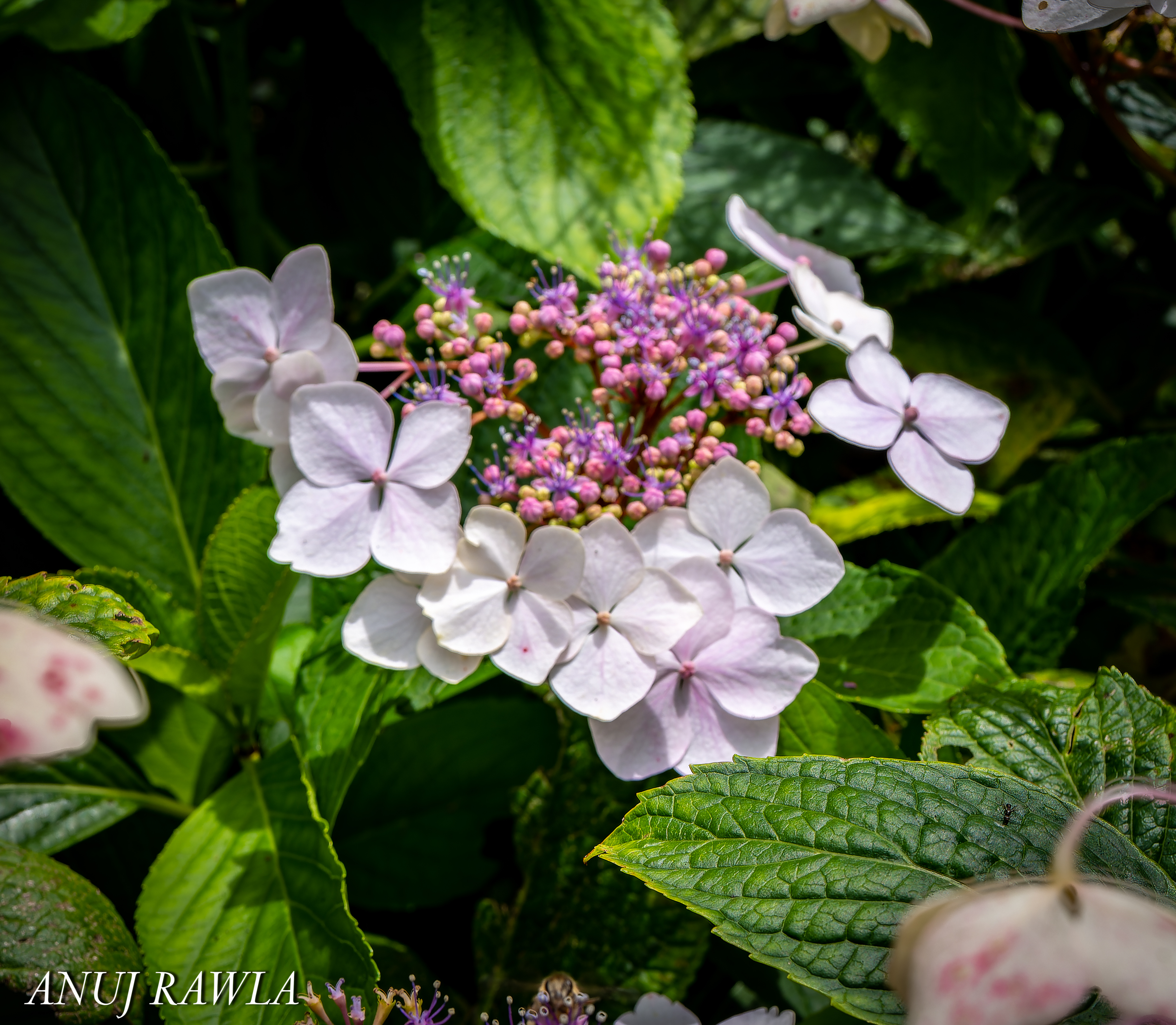 Wildflower Hall - August 2021-44