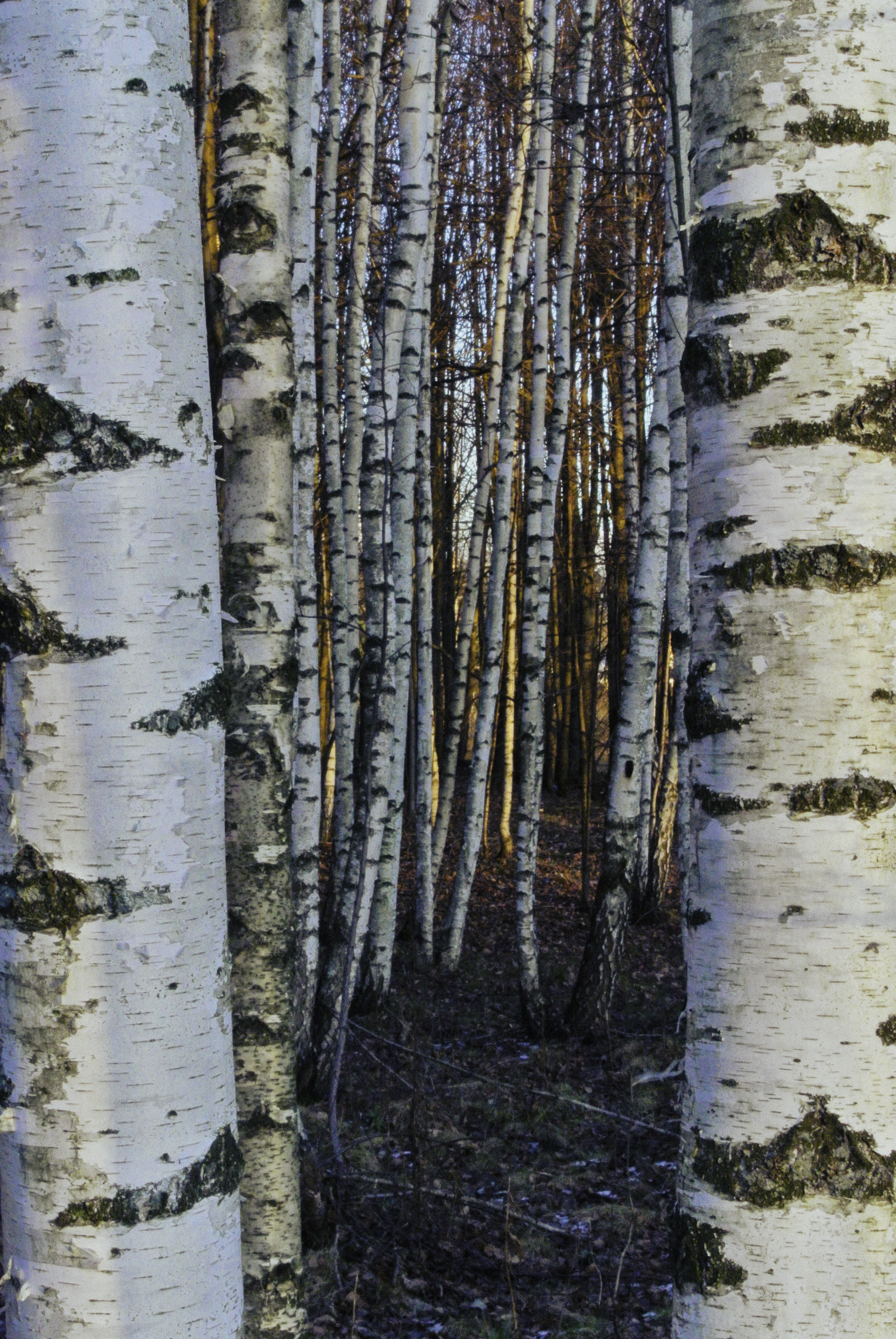 birches相关项目丨俄罗斯莫斯科丨信息未提及-7