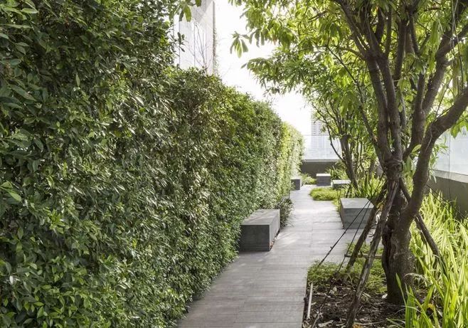 绿篱景观的多功能设计 | 空间、生态与美学的完美结合-101