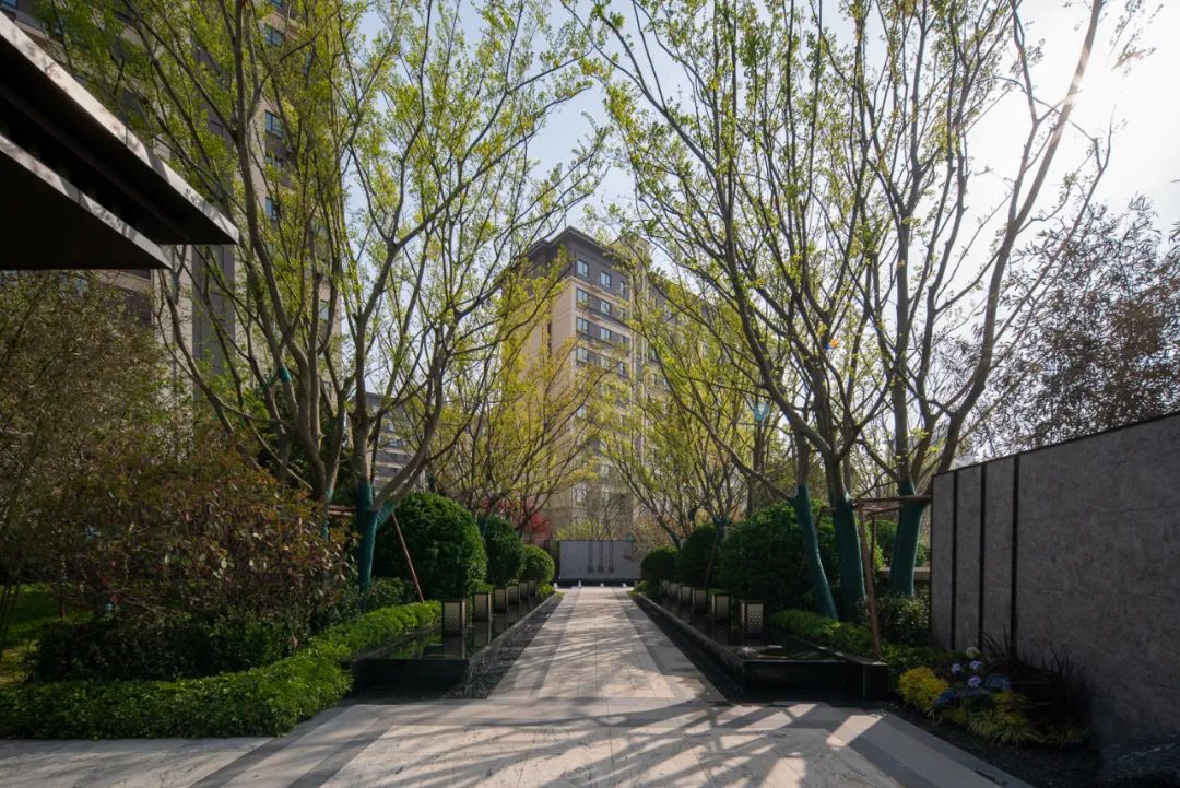 园路列植设计丨上景总工办-75