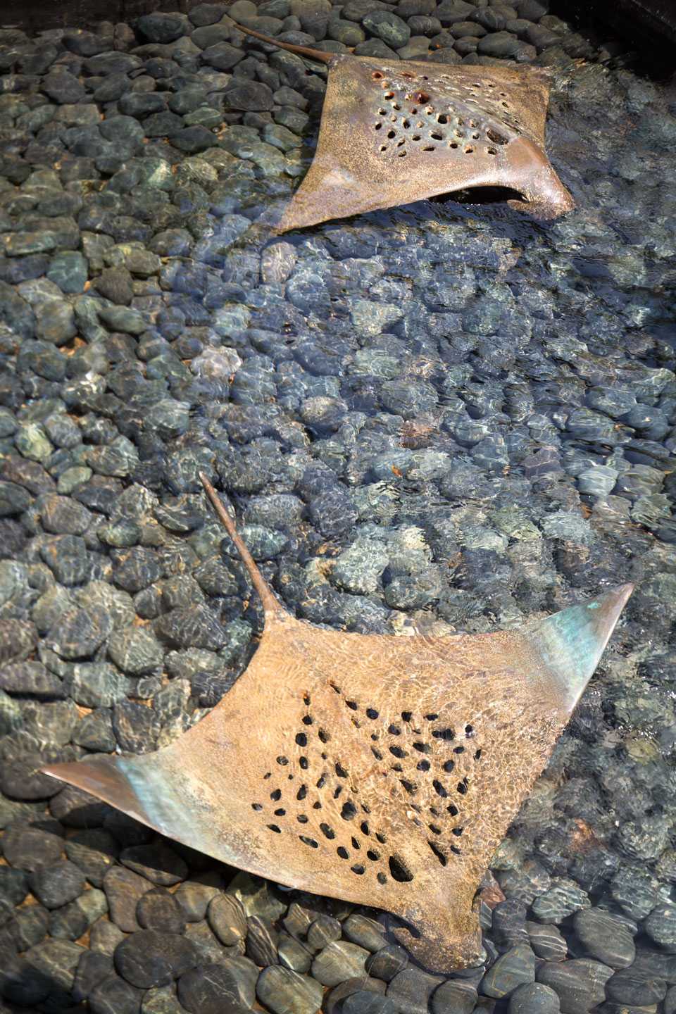 新加坡 Seascape | 融入自然的海洋主题豪华景观设计-18