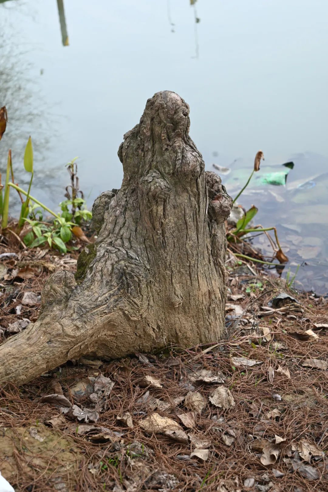 陈海峰  影像纪实 / 东湖之上-8