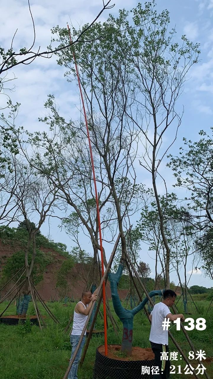 湖南衡阳 148 棵精品乌桕景观设计丨中国衡阳丨看见景观-159