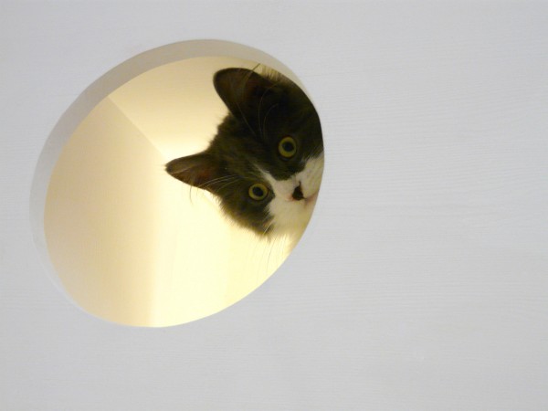 四层猫咪屋丨Mojorno-8