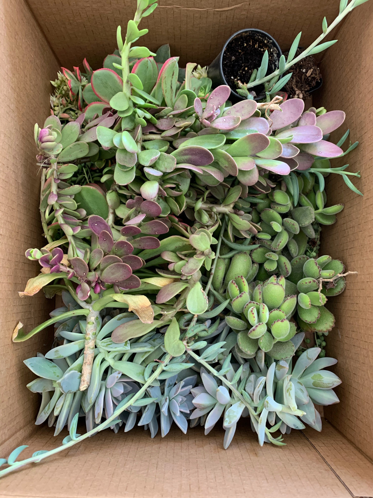 植物剪切新时尚 | 比利时 House Raccoon 设计的水晶 propagation station-3