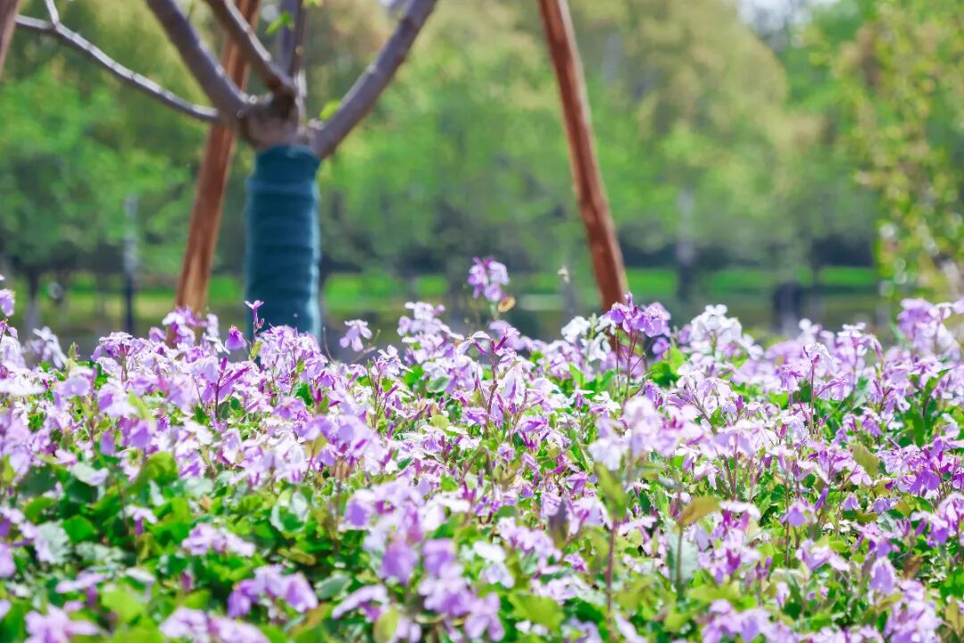 悉地苏州绘卷|一园无界揽风月，千叠樱云漫姑苏——古运河新市桥滨水景观盛启-15
