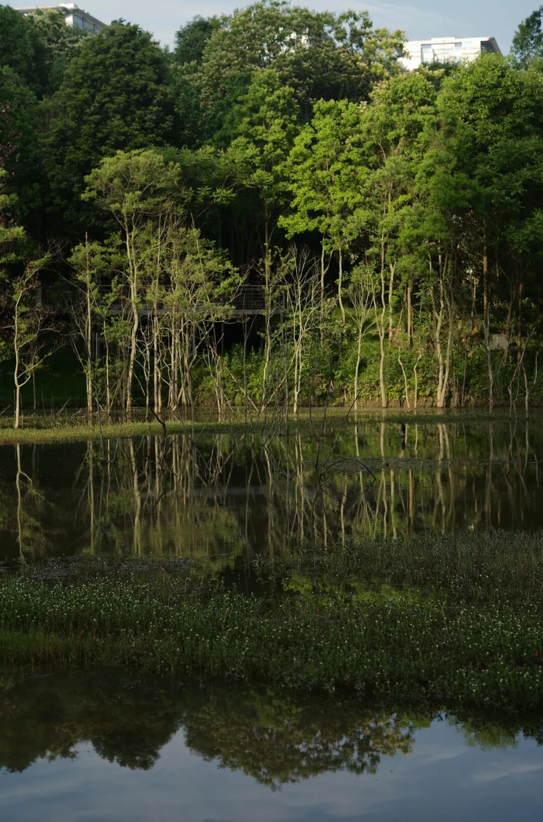 城市掌心的生态山野——麓野公园-9