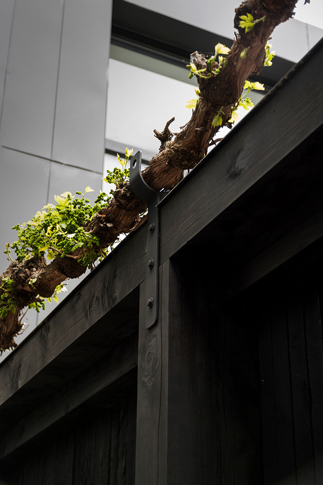 Custom Grape Vine - B.E Architecture-5