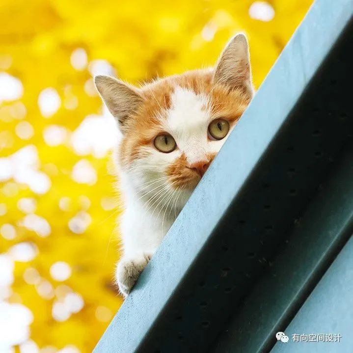 绿色街角的诗意 · 深圳公共厕所革命丨中国深圳丨有向空间设计-17