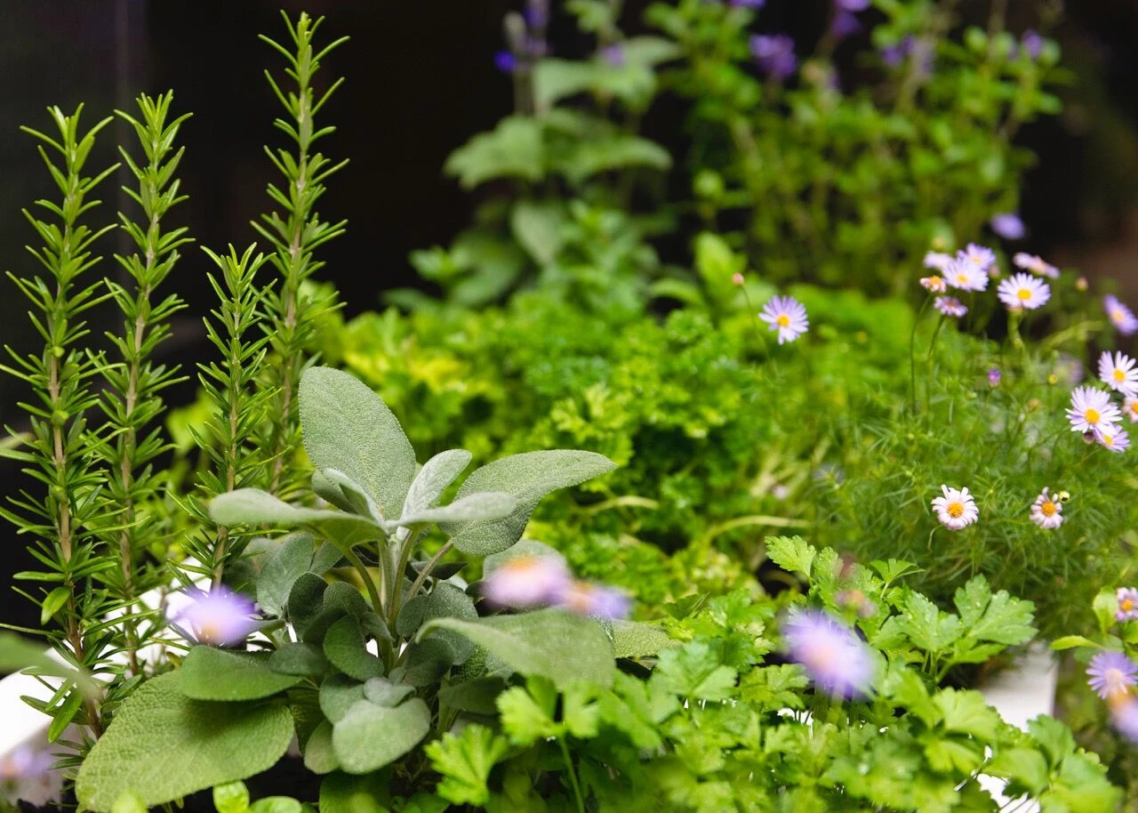 Docklands Courtyard Garden-19