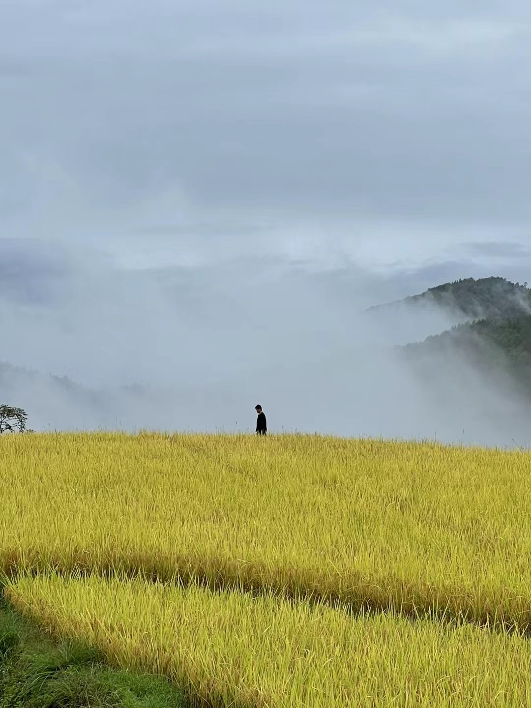 与自然对话:问稻社丨中国福建丨AG汇创,香港汇创国际建筑设计有限公司-126
