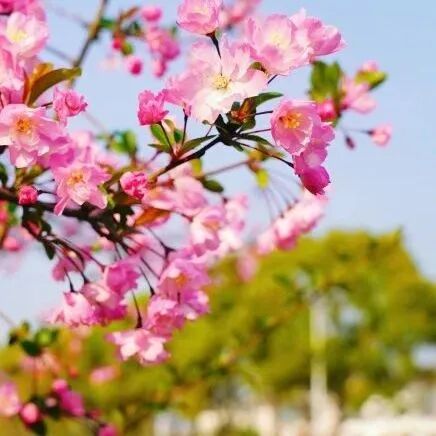 境作|恋“练”春光，“宝藏”踏青地：青浦徐练村，有多好逛？-92