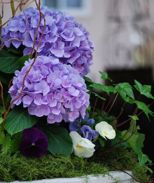 花园植物养护篇·绣球-94