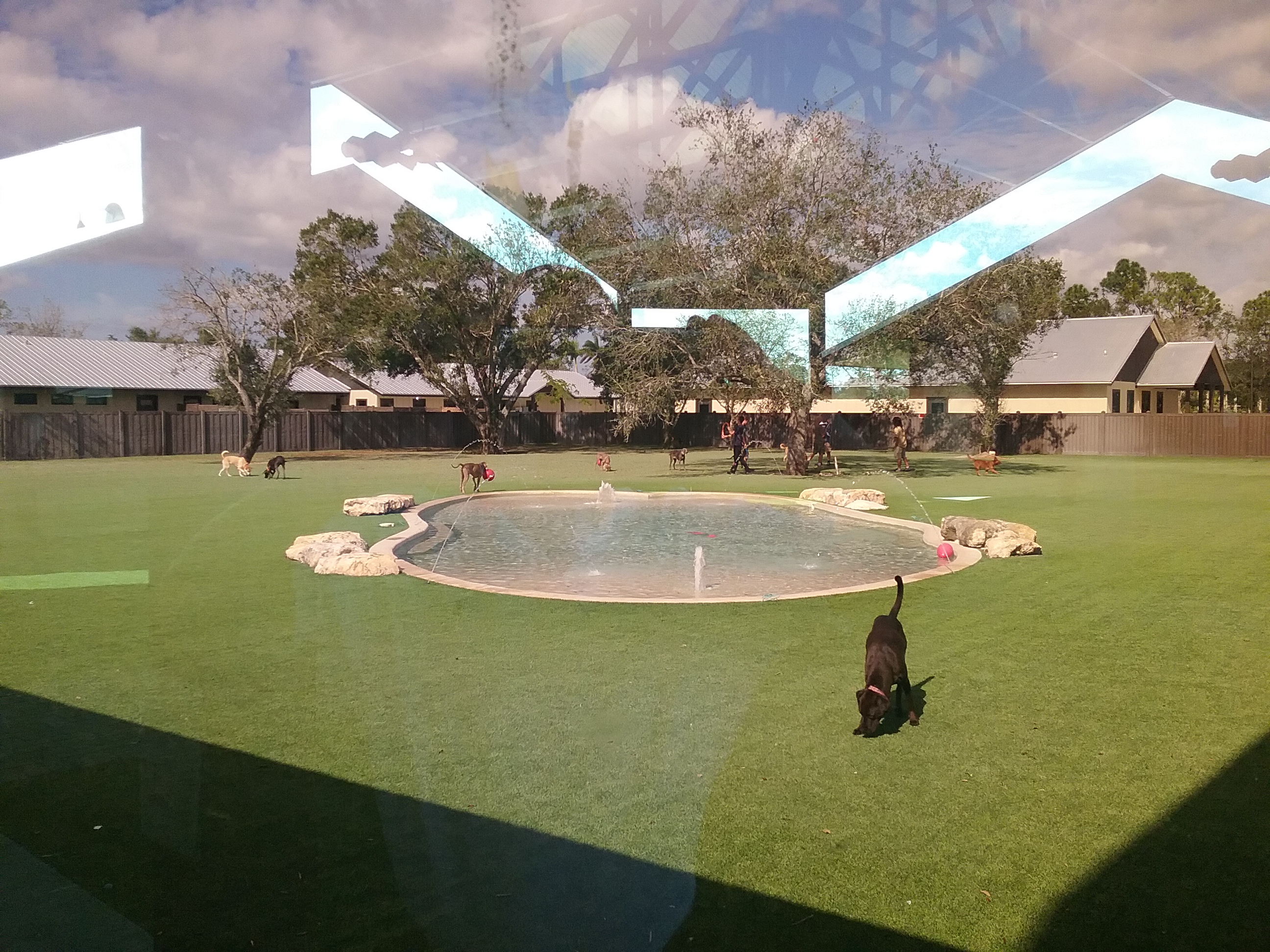 big dog ranch rescue-5