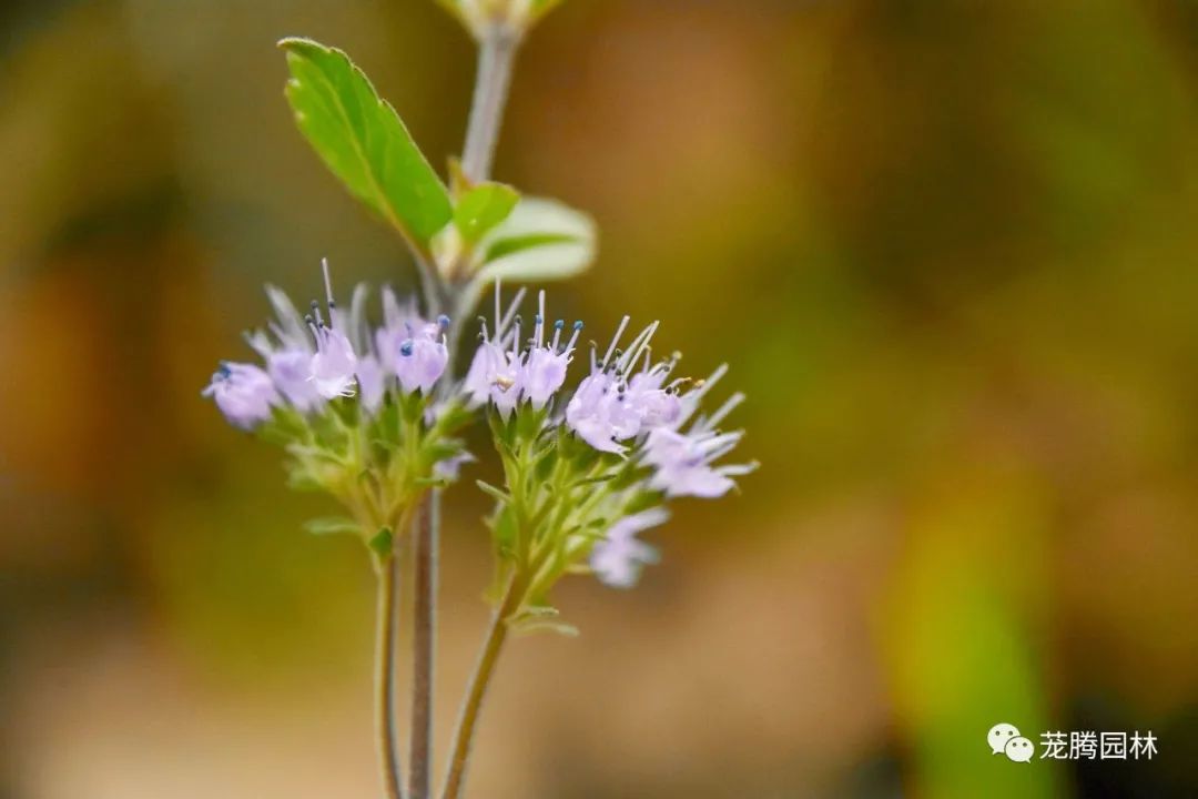 行走的茏腾人 | 深秋韶关的自然之美-77