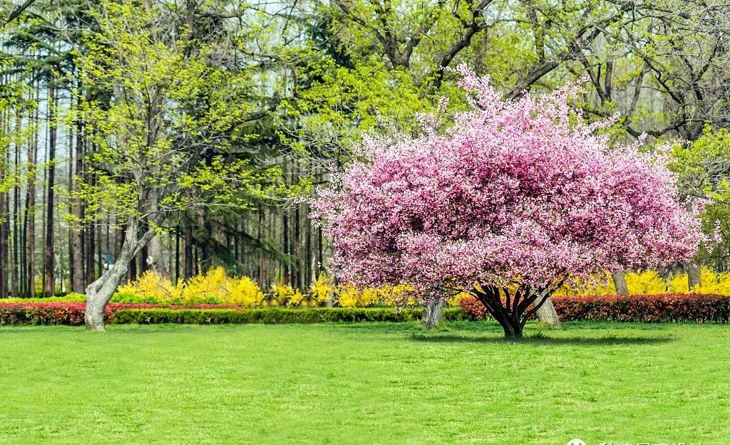 园林文化——寓意解析 | 四君子、花王与雪中四友-153