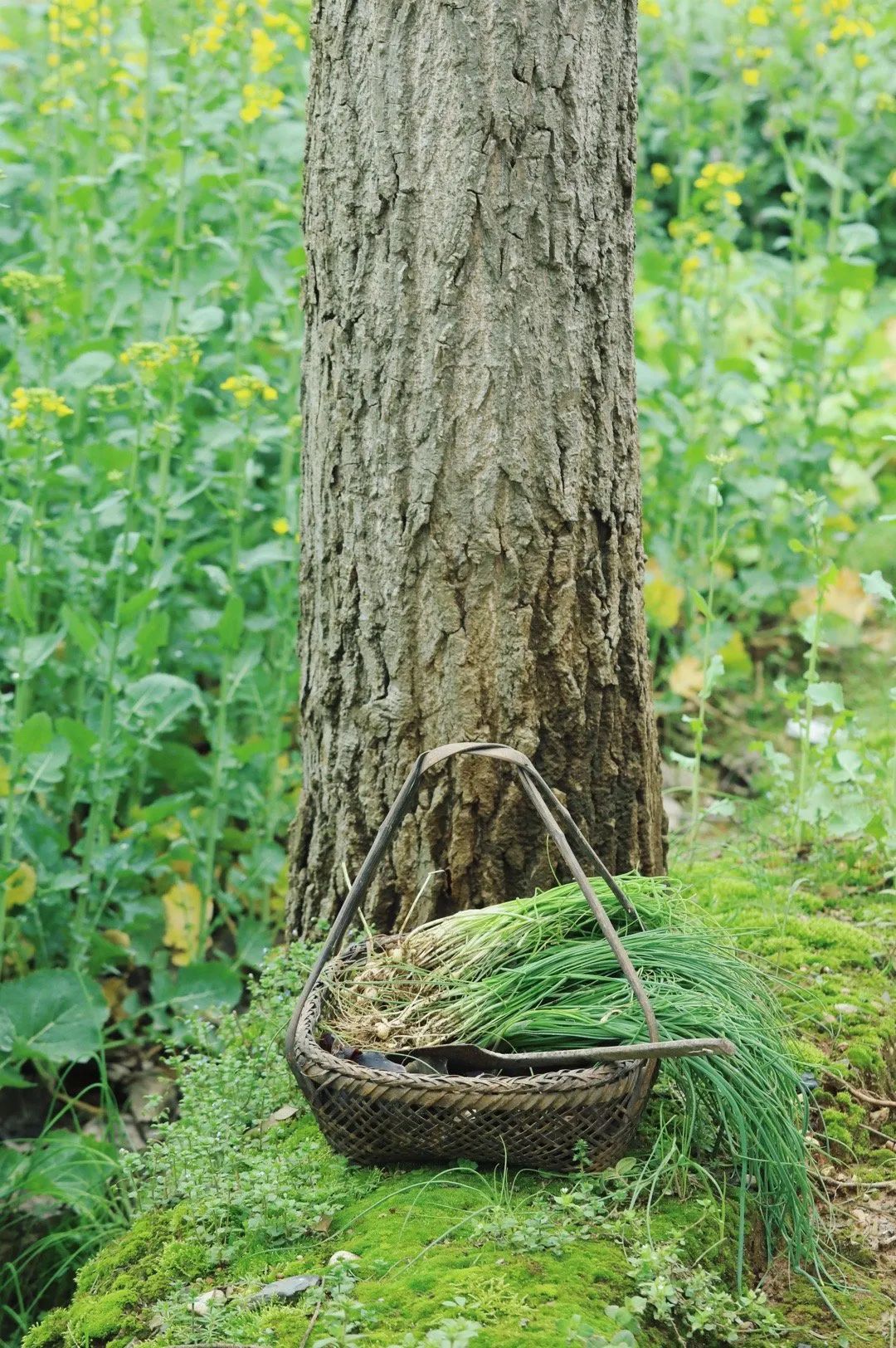 春日新绿,生活的温柔艺术-60