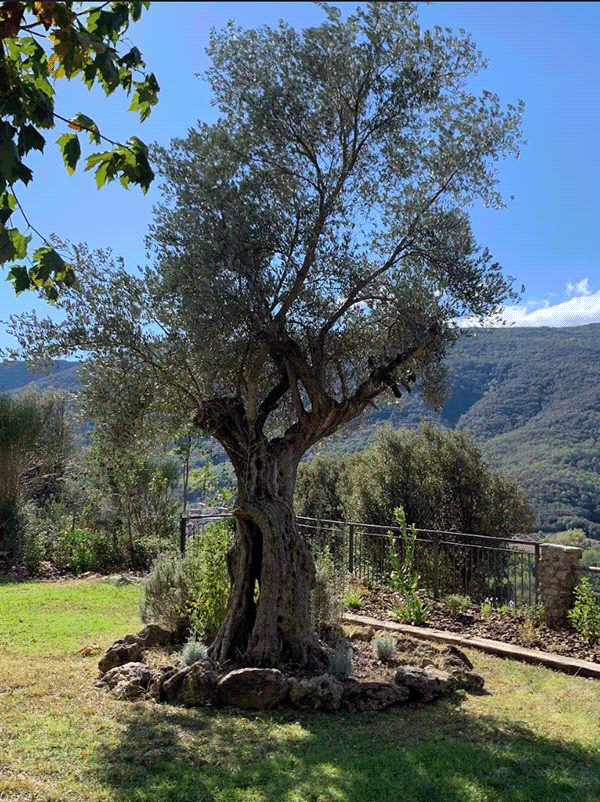 Can Xera（Amer）乡村旅游住宅外部改造及绿化项目-10