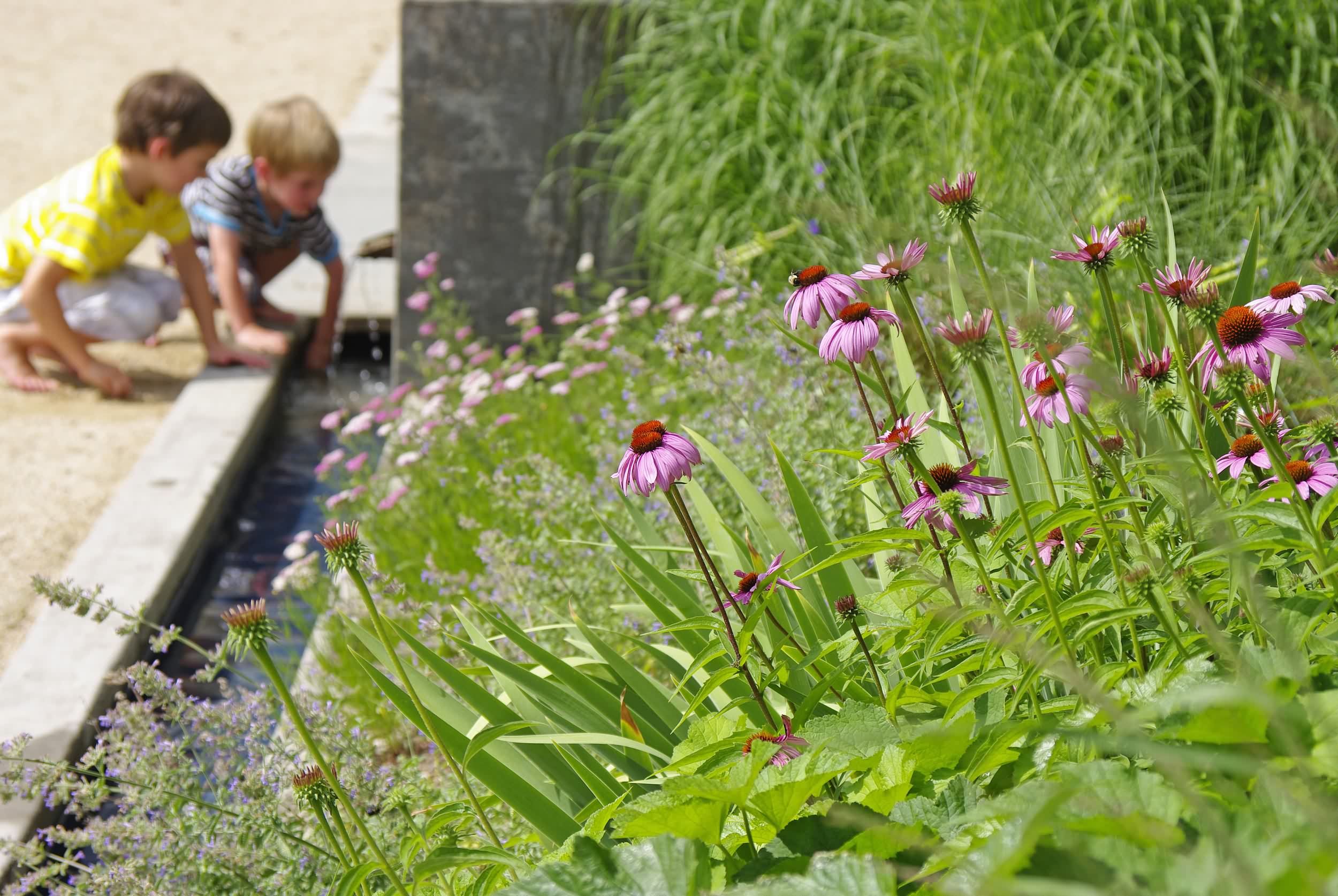 pippin山酒厂庭院景观 by siteworks studio-10