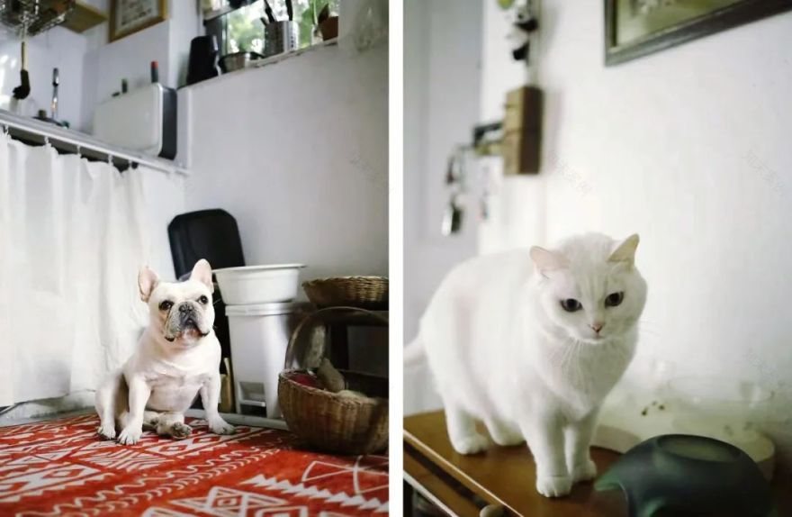 低成本梦幻小院改造丨中国南京丨思文,Ssisy,溯溯-41