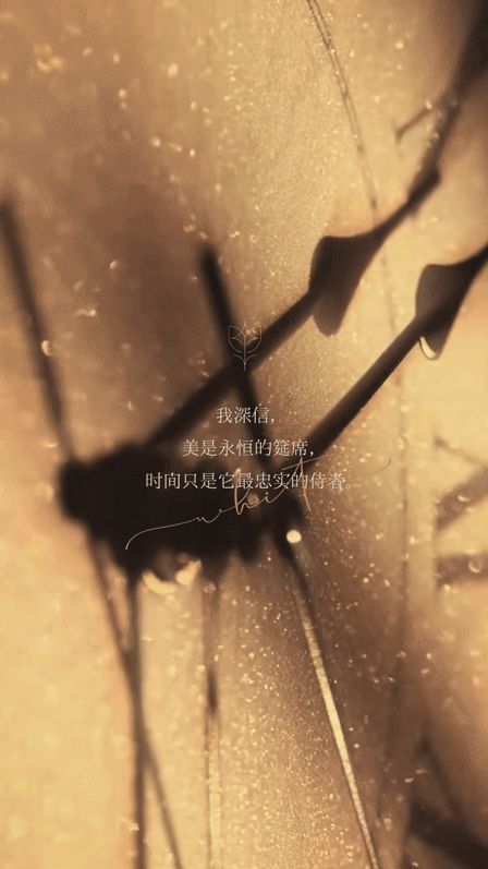 新作｜壹合壹睦(OSD) ：瑰影间 · 绽盛华-3