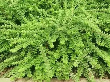 花境设计常用 60 种植物，让花园变得绚丽多彩-53