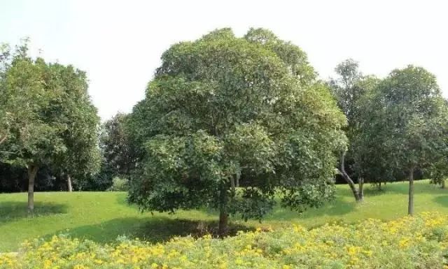 罗汉松 | 庭院中的守财吉祥树-149