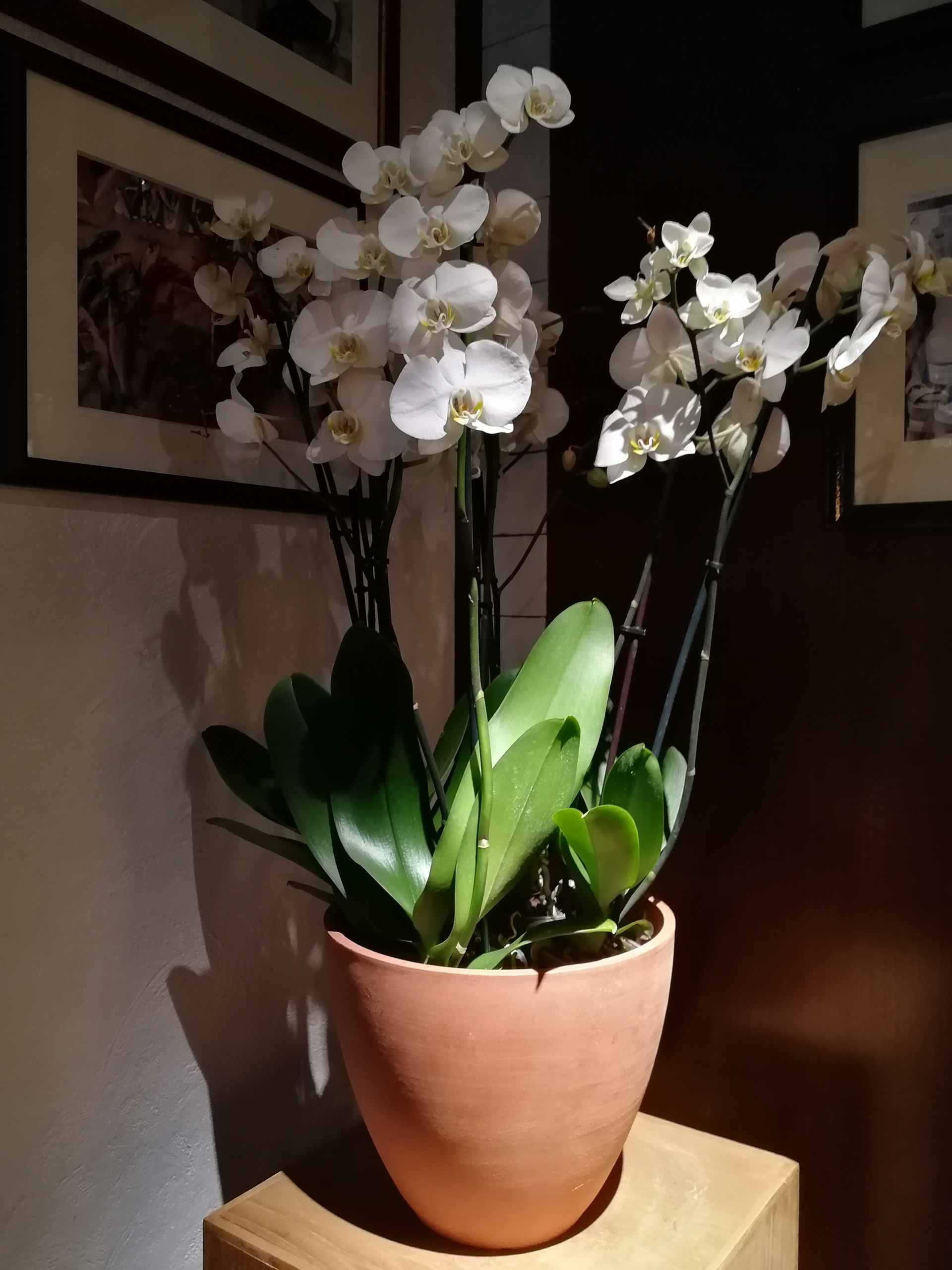 Semifreddo 集团餐厅照明设计项目丨RAUM-13