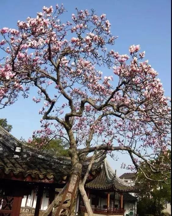 罗汉松 | 庭院中的守财吉祥树-142