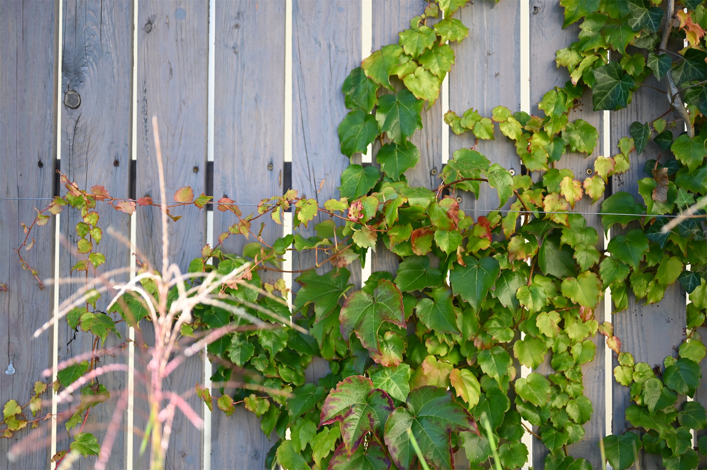 以花园为画布，私家花园设计丨捷克丨Atelier Parter-24