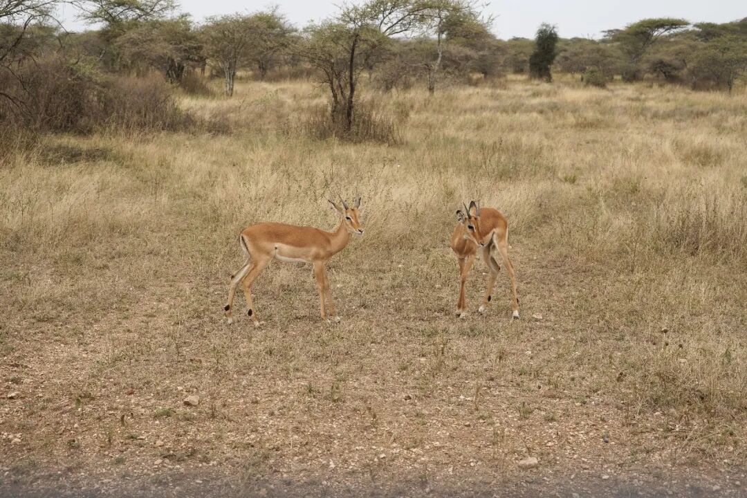 非洲考察1|初抵塞伦盖蒂-45