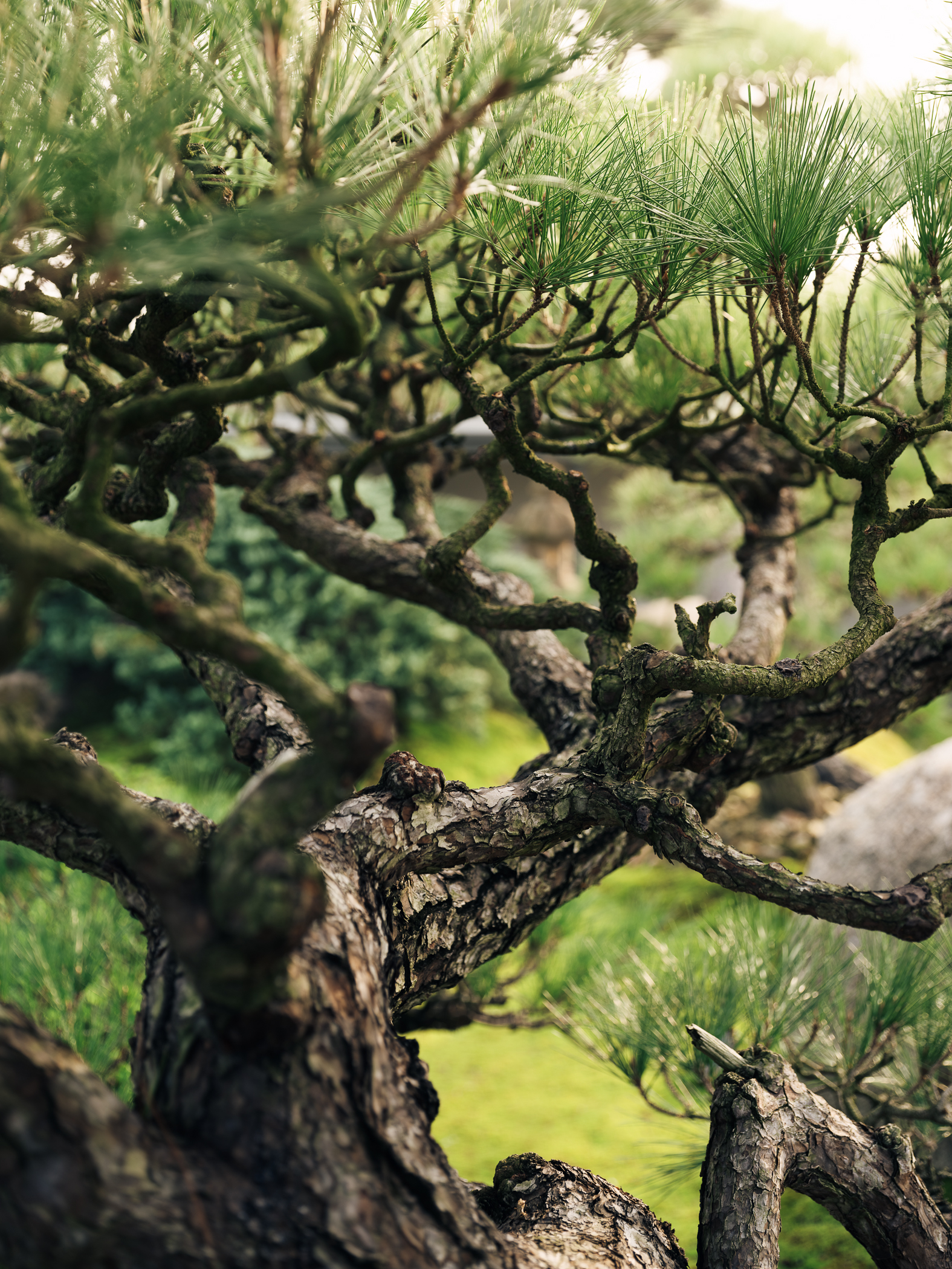 Garden No· 3｜三号园林丨中国上海丨石蛋庭院景观设计-13