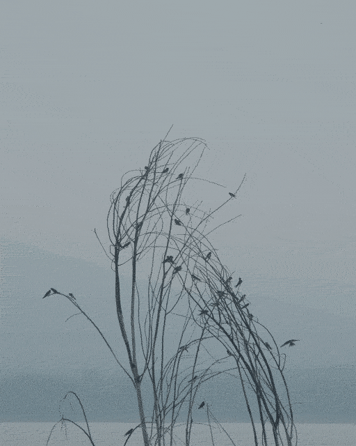 谷堆白沙 一期 景观丨中国白沙丨boll是园-55