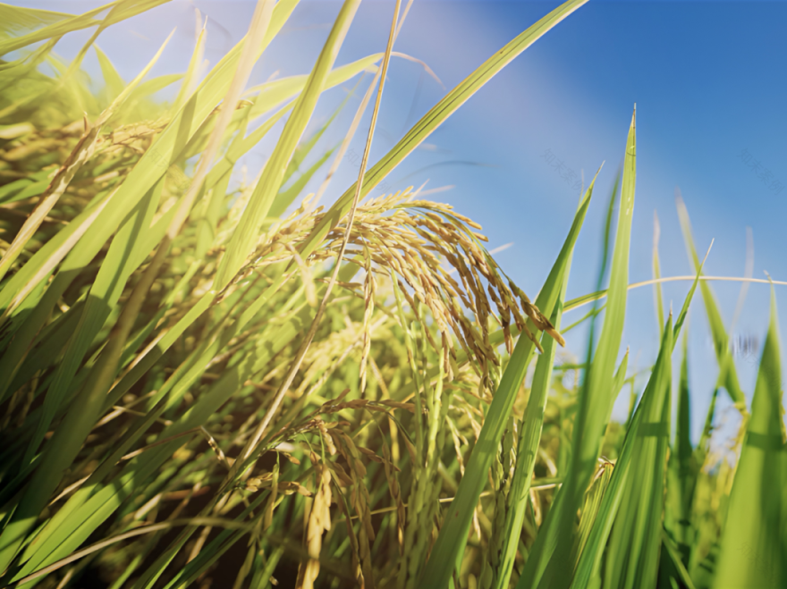 成都青龙农场,一粒种子的奇迹丨中国成都丨柏熙标识-20