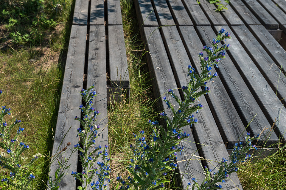 后工业时代的自然整改·德国Vorderpfalz地区27公顷公园丨德国景观事务所A24 Landschaft-18