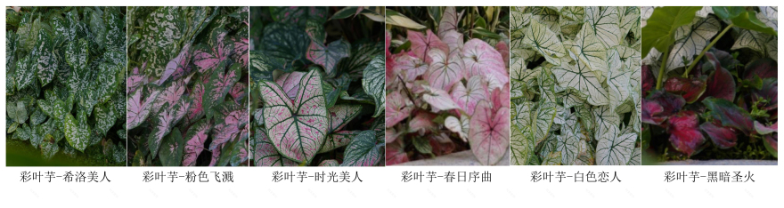 三亚海棠河生态公园(二期)·热带奇趣园丨中国三亚丨LOLA Landscape Architects B.V.-35