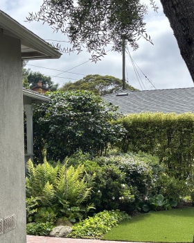 门廊山茶花修剪项目