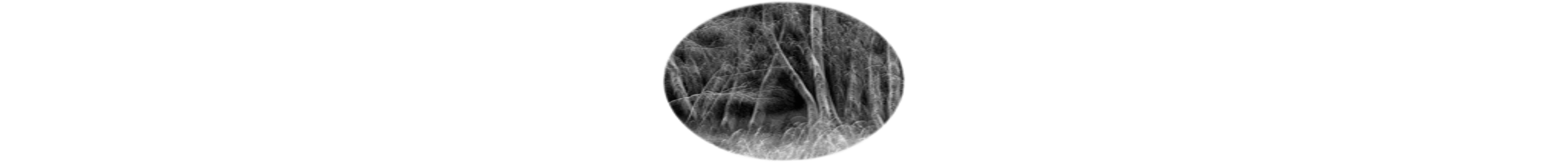 世界上的树木丨Sylvie D.-59