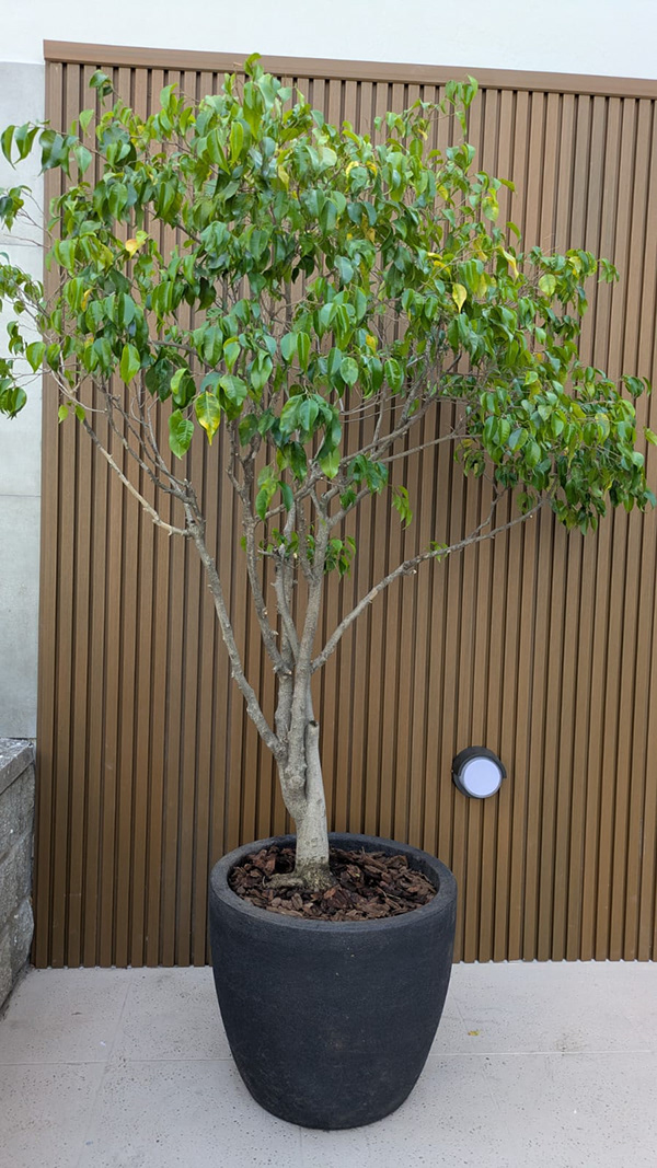 博尼法西奥项目-5