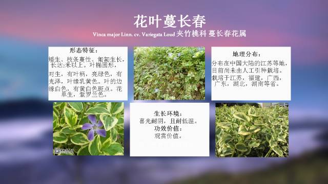 秋凌景观陪伴你学习的第3128天-102