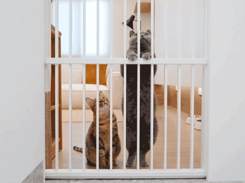 63㎡老房爆改流浪猫之家丨中国厦门丨理居设计-70