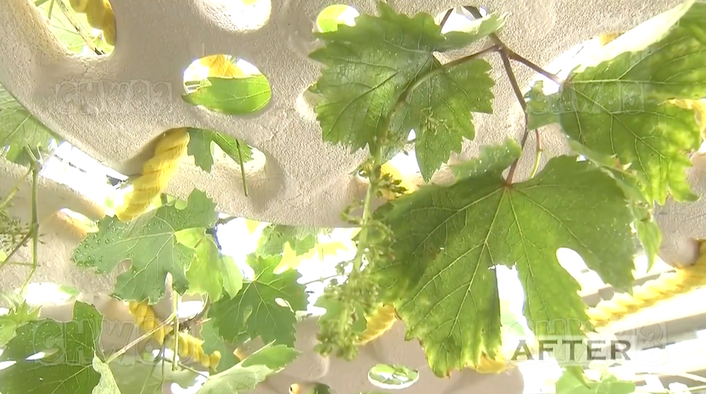 废墟庭院,漏水露台花园改造丨日本大阪丨金井良一-184