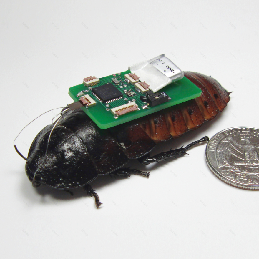 Robots in the wild could "serve nature in a positive way" by replacing vanishing species, says Robotanica curator-5