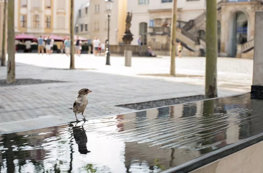 德国德累斯顿新市广场-17